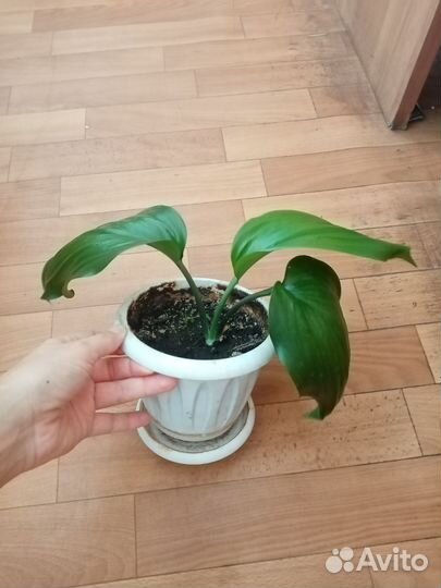 Эухарис амазонская лилия