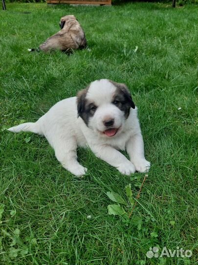 Пиренейская горная собака