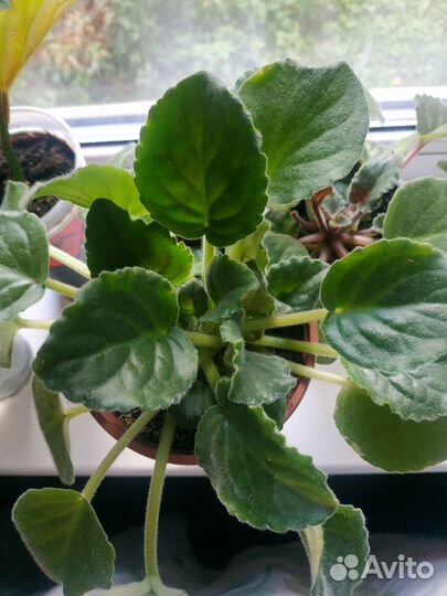 Цветущие фиалки