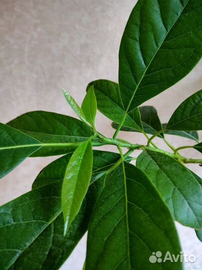 Авокадо растение