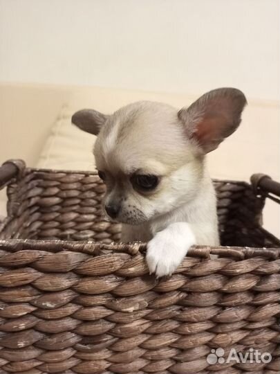 Щенки чихуахуа