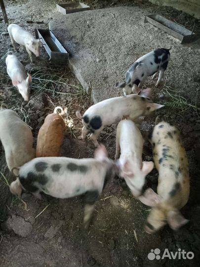 Поросята породы дюрок, ландрас