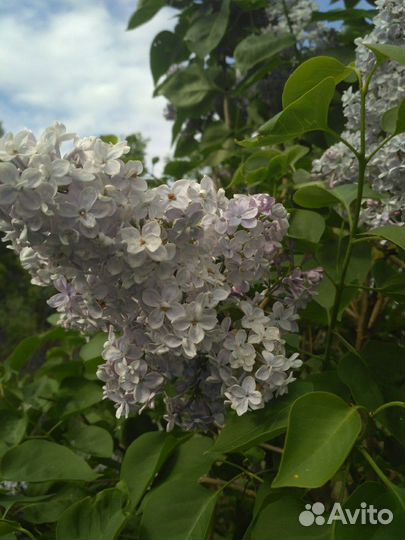 Продам излишки растений