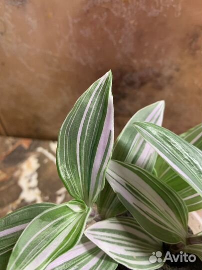 Традесканция 3 вида