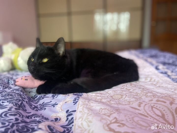 Котик ищет дом