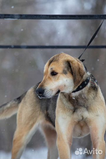 Собака Лола в добрые руки