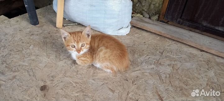 Рыжий котик кошка