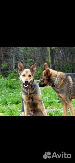Классный пес спасен дважды и ищет дом