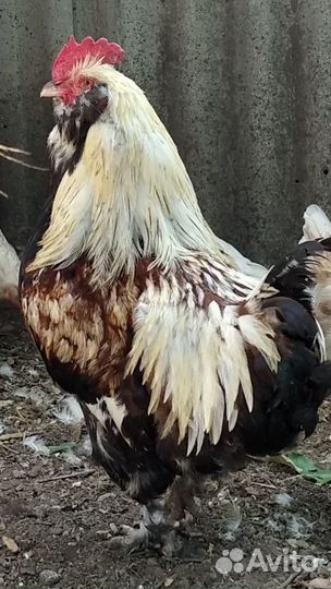 Петух Фавероль