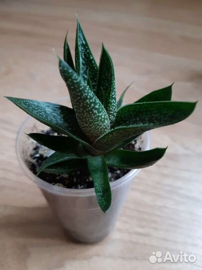 Суккуленты