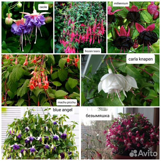 Фуксия 61 сорт