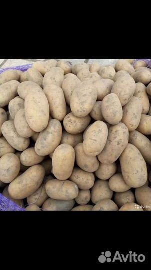 Семенной картофель Винета