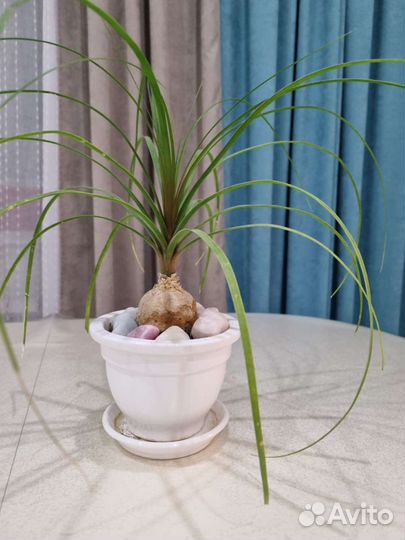 Бокарнея нолина