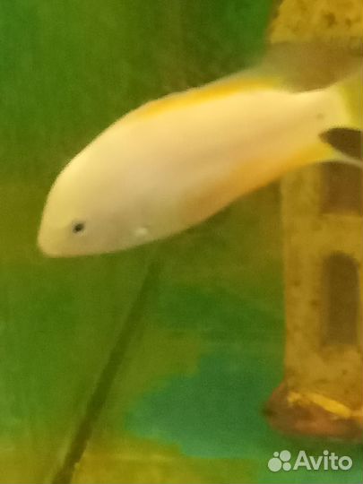 Отдам цихлид