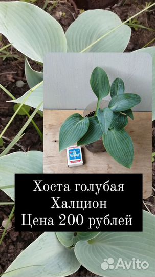 Садовые многолетние почвопокровные цветы