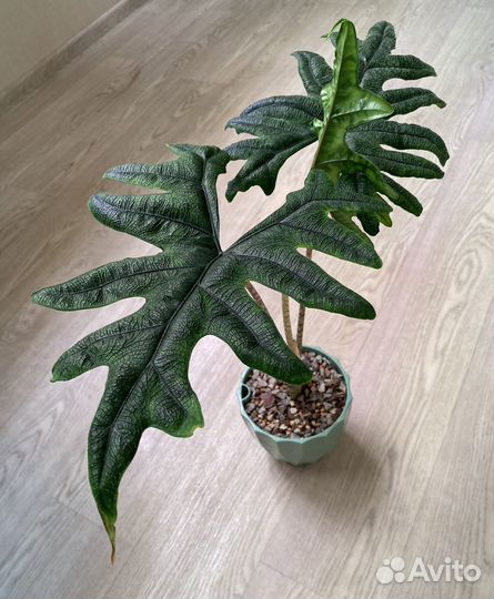 Домашняя детка алоказии Жаклин