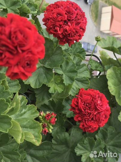 Пеларгония зональная,королевская,плющелистная