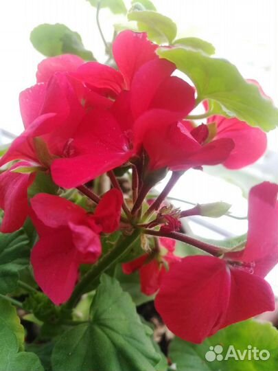 Пеларгония герань