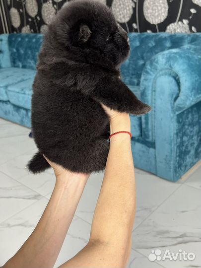 Щенки чау-чау