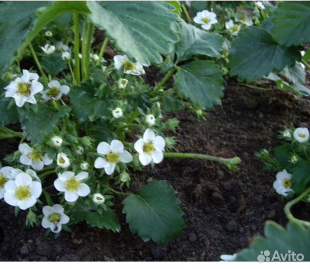 Клубника купчиха 40руб