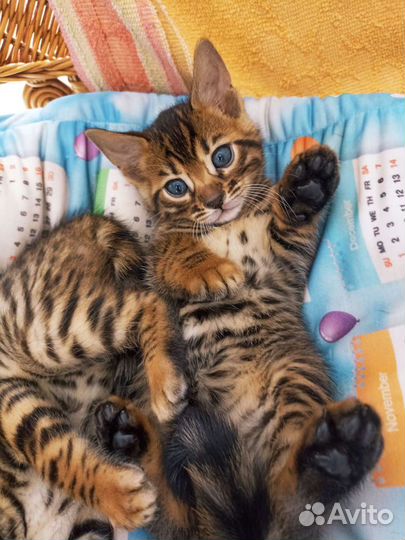 Бенгальская кошка