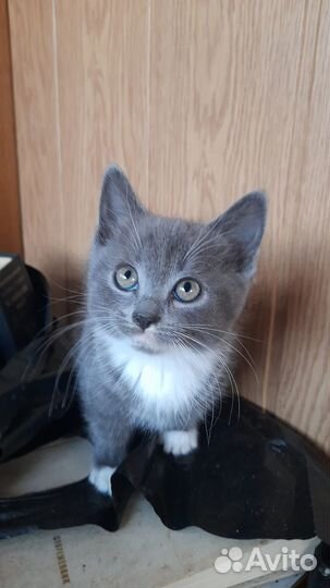 Домашние животные кошки