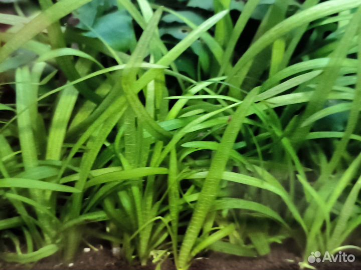 Аквариумные растения