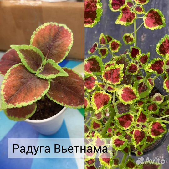Колеусы вегетативные