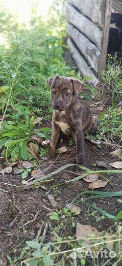 Отдам в добрые руки