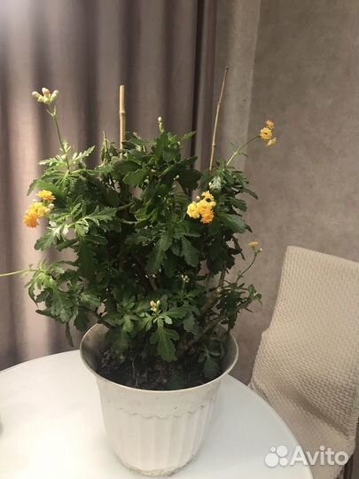 Каланхоэ цветущий оранжевый