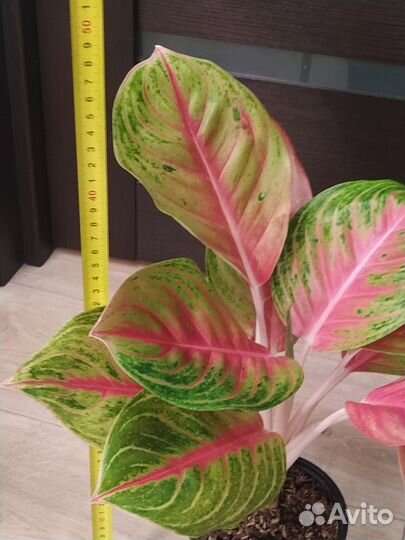 Аглаонема Doung Heng