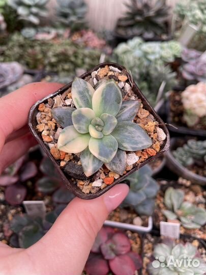 Суккуленты