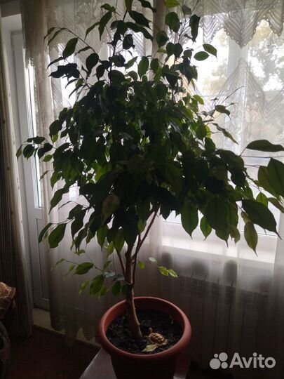 Фикус бенджамина