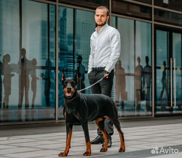 Доберман для фотосессии, Казань