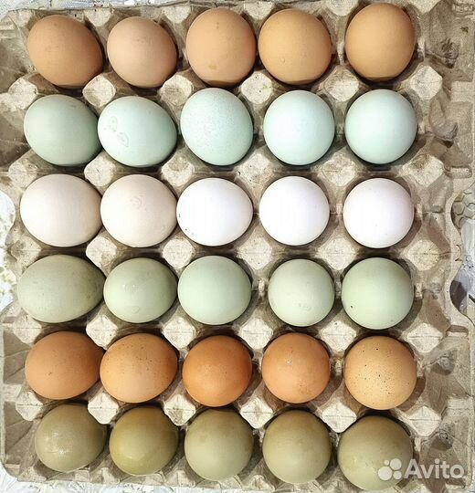 Цыплята суточные несушки