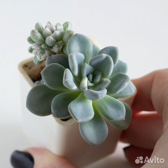 Суккуленты ч.2 Эхеверии и др