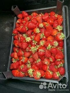 Клубника сладкая
