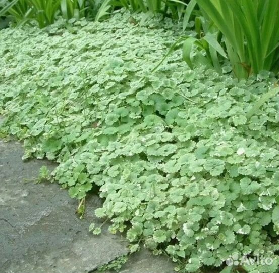 Будра вариегатная ампельная