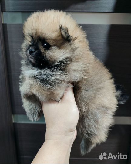 Детки шпица