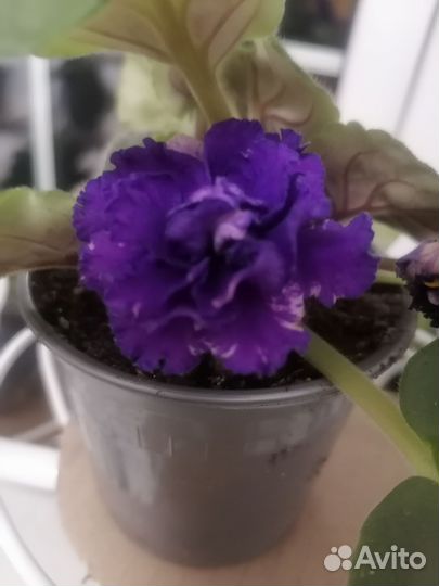 Сортовые фиалки