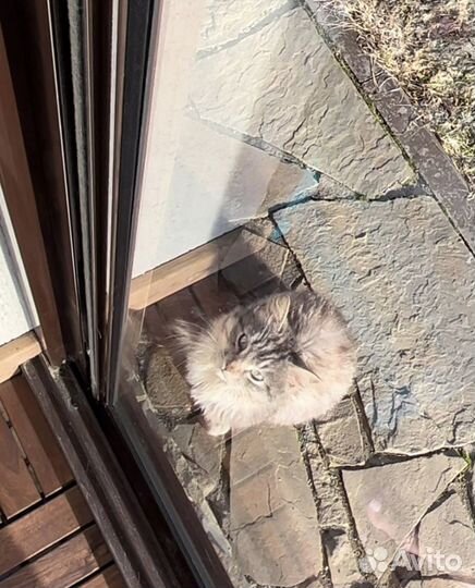 Норвежская лесная