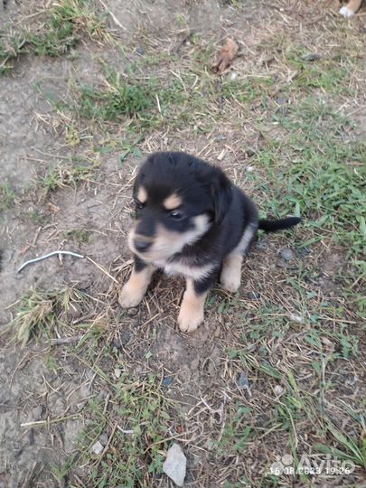 Собака в добрые руки отдам бесплатно