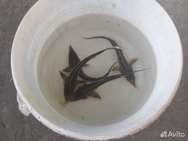 Малёк царской рыбы