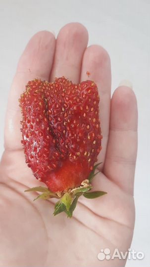 Рассада клубники усы Купчиха