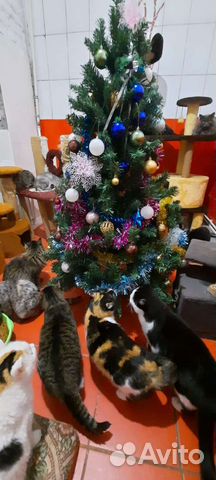 Дежурная в приют для кошек