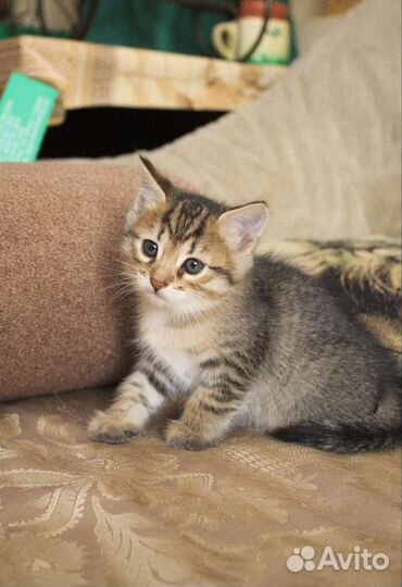 Котята в любящие руки