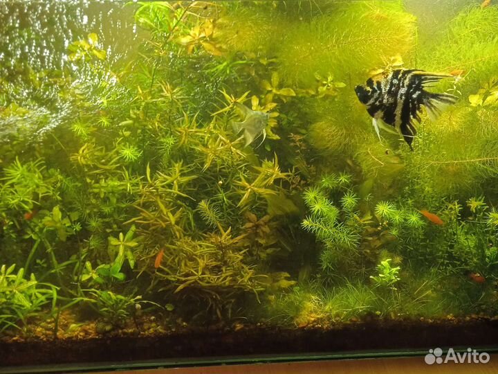 Аквариумные растения