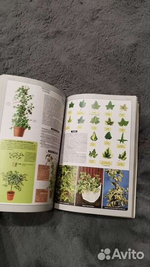 Всё о комнатных растениях