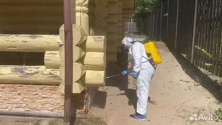 Дезинсекция и дератизация