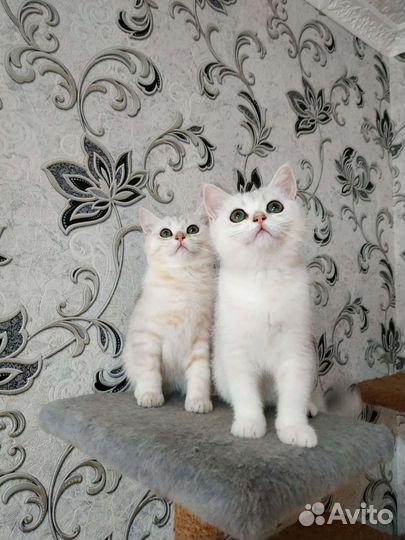 Шотландская Серебристая Шиншила
